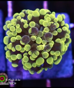 Hammer branch green splatter