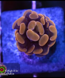 Hammer branch orange ultra