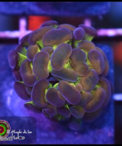 Hammer branch rainbow kaleidoscope