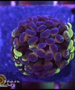 Gold splatter hammer branch