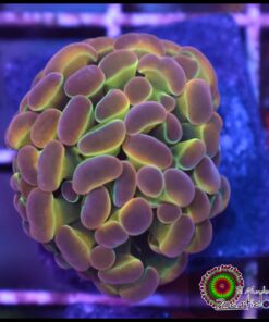 Hammer branch rainbow hollogram