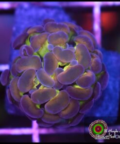 Hammer branch rainbow kaleidoscope