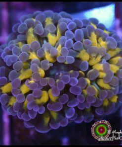 Hammer branch boster gold