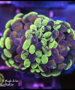 Gold splatter hammer branch