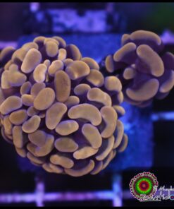 Hammer branch orange ultra