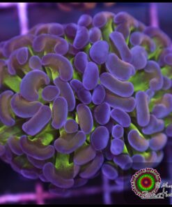 Hammer branch rainbow kaleidoscope