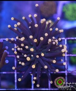 Torch black orange tips