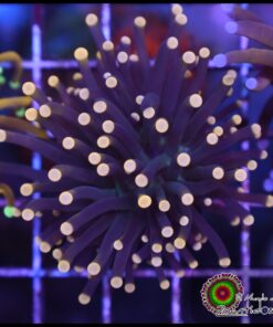 Torch black orange tips