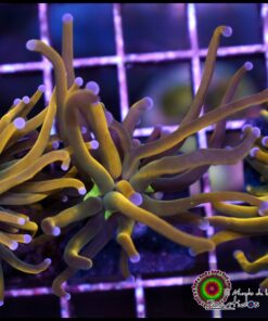 Rapunzel holy grail torch