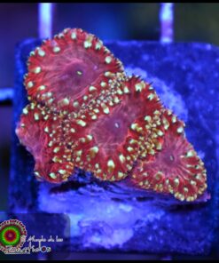 Blastomusa wellsi ultra