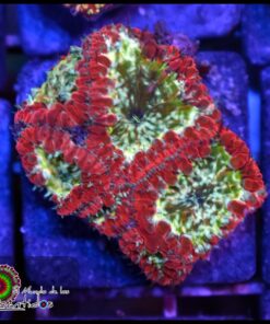 Blastomusa wellsi glitter