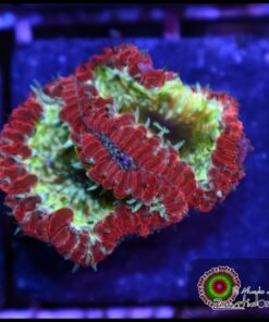 Blastomusa wellsi glitter