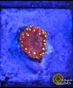 Blastomusa wellsi ultra