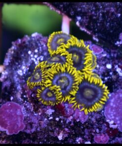 Ice zoas