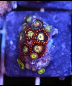 Combo zoas
