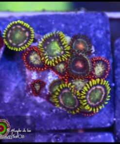 Combo zoas