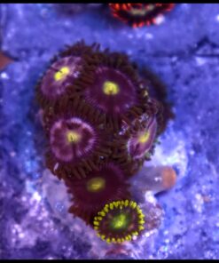 Combo zoas
