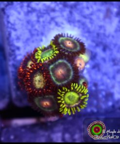 Combo zoas