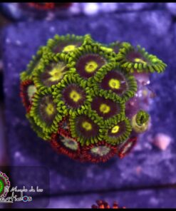 Combo zoas