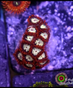 Lava burst zoas