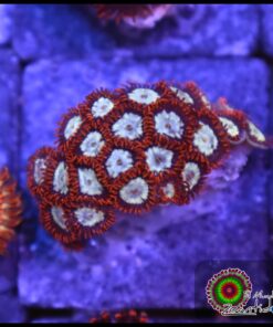 Lava burst zoas