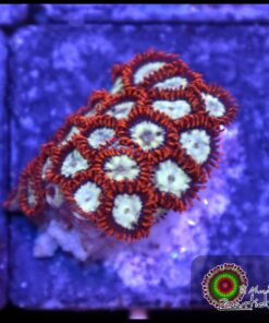 Lava burst zoas