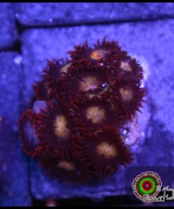 Zoas
