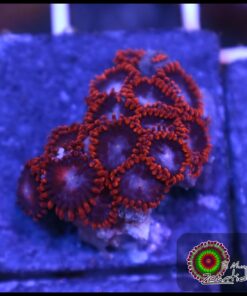 Fire and ice zoas