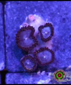 Blue berry zoas