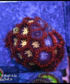 Combo zoas