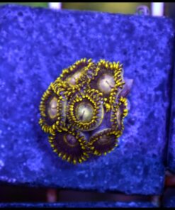 Black hole zoas