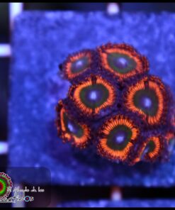 Darwin Watterson palys