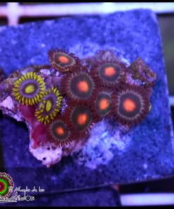 Combo zoas