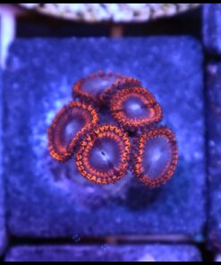 Morph superman zoas palys