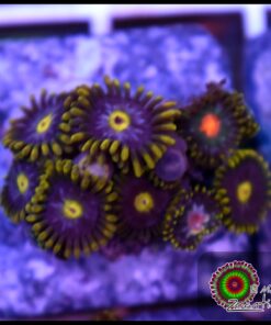 Zoas