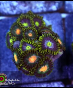 Zoas