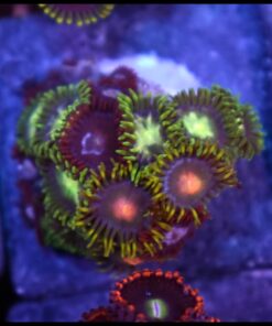 Combo zoas