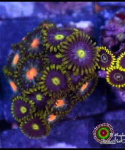 Combo zoas
