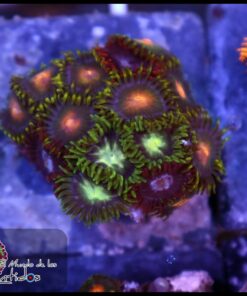 Combo zoas