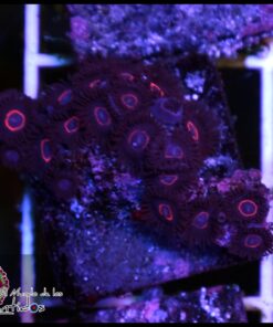 Red ring zoas