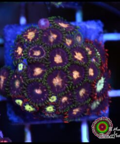 Combo zoas