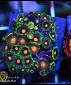 Combo zoas