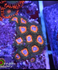 Pai gow poker face zoas