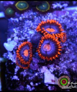 Neuralizer zoas