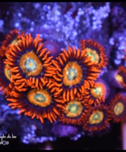 Ultra speckled fire and ice zoas