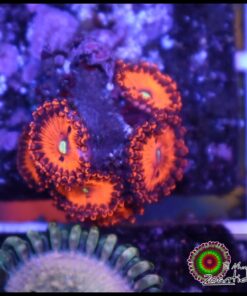 Hellboy zoas