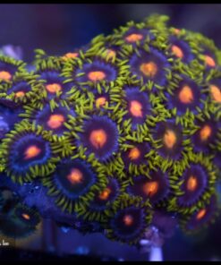 Blow pop zoas