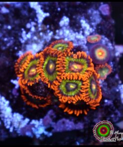 Ironman zoas