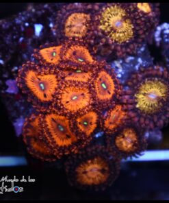 Hellboy zoas