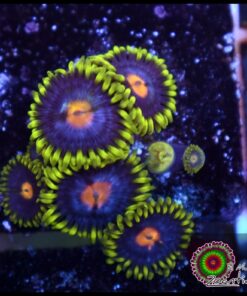 Mango zoas